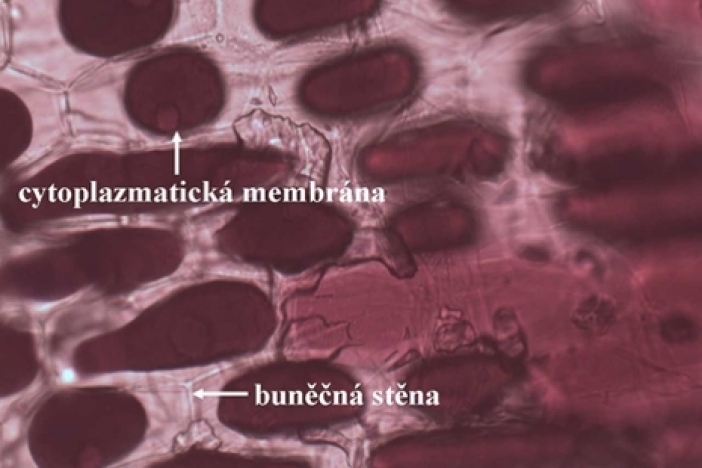 Obrázek článku V biologickém pavilonu se opět soutěžilo