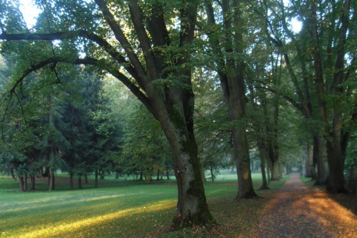 Obrázek článku Fotosoutěž na téma stromy