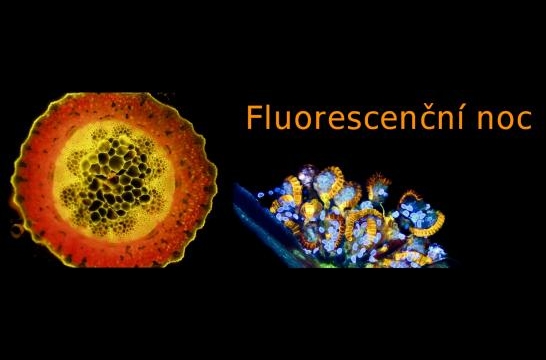 Obrázek aktuality Fluorescenční noc