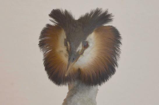 Obrázek aktuality Okresní kolo biologické olympiády kategorie C