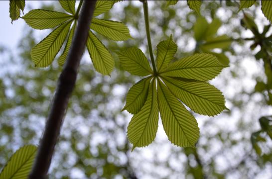 Obrázek aktuality Soutěž ke Dni Země