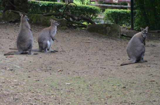 Obrázek aktuality Přírodovědný Klokan