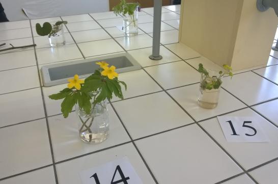 Obrázek aktuality Krajské kolo 51. ročníku Biologické olympiády kategorie A