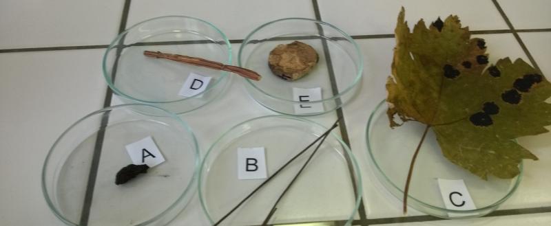 Obrázek článku Krajské kolo biologické olympiády kategorie B – Budiž světlo!