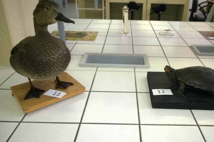 Obrázek aktuality Úžasné výkony našich bioložek v krajském kole BIO kategorie A