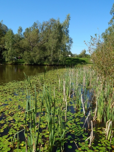Terénní zoologická exkurze Ekosystém rybníka, rybík u Valašského ekocentra Valašské Meziříčí, 5. 9. 2019 (foto Pavel Groh) (15)