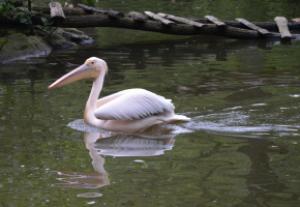 Krajské kolo Biologické olympiády kategorie C 2016, 18. 5. 2016, ZOO Zlín (foto Monika Hlosková) (2)