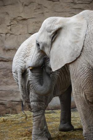 Krajské kolo Biologické olympiády kategorie C 2016, 18. 5. 2016, ZOO Zlín (foto Monika Hlosková) (4)