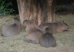 Krajské kolo Biologické olympiády kategorie C 2016, 18. 5. 2016, ZOO Zlín (foto Monika Hlosková) (18)