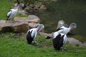 Krajské kolo Biologické olympiády kategorie C 2016, 18. 5. 2016, ZOO Zlín (foto Monika Hlosková) (22)