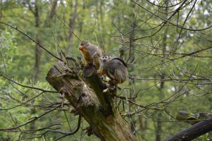 Krajské kolo Biologické olympiády kategorie C 2016, 18. 5. 2016, ZOO Zlín (foto Monika Hlosková) (21)