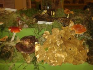 výstava živých hub