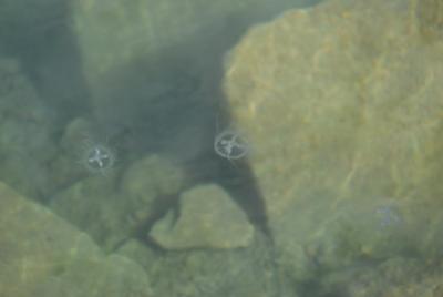 medúzka sladkovodní