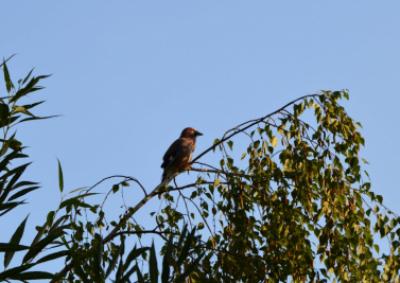 Terénní zoologická exkurze, rybník v areálu bývalých kasáren Valašské Meziříčí, 2. 9. 2016 (foto: Monika Hlosková)