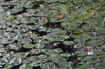 Terénní zoologická exkurze, rybník v areálu bývalých kasáren Valašské Meziříčí, 2. 9. 2016 (foto: Monika Hlosková)