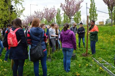 Sázení třídních stromů, ulice Nádražní, 5. 5. 2017 (foto Monika Hlosková) (2)