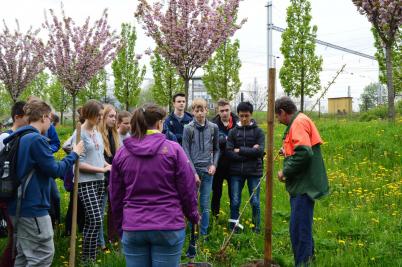 Sázení třídních stromů, ulice Nádražní, 5. 5. 2017 (foto Monika Hlosková) (3)