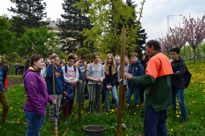 Sázení třídních stromů, ulice Nádražní, 5. 5. 2017 (foto Monika Hlosková) (1)