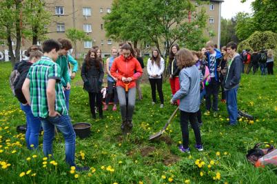 Sázení třídních stromů, ulice Nádražní, 5. 5. 2017 (foto Monika Hlosková) (6)