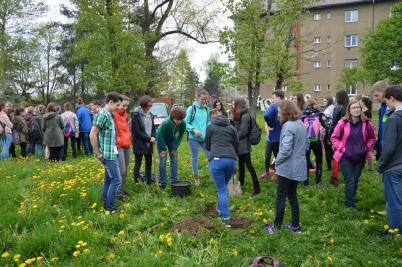 Sázení třídních stromů, ulice Nádražní, 5. 5. 2017 (foto Monika Hlosková) (7)