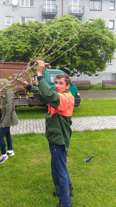 Sázení třídních stromů, nábřeží řeky Bečvy, 5. 5. 2017 (foto Mojmír Zetek) (13)