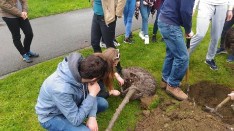 Sázení třídních stromů, nábřeží řeky Bečvy, 5. 5. 2017 (foto Mojmír Zetek) (12)