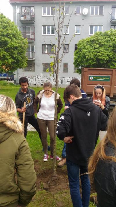 Sázení třídních stromů, nábřeží řeky Bečvy, 5. 5. 2017 (foto Mojmír Zetek) (16)