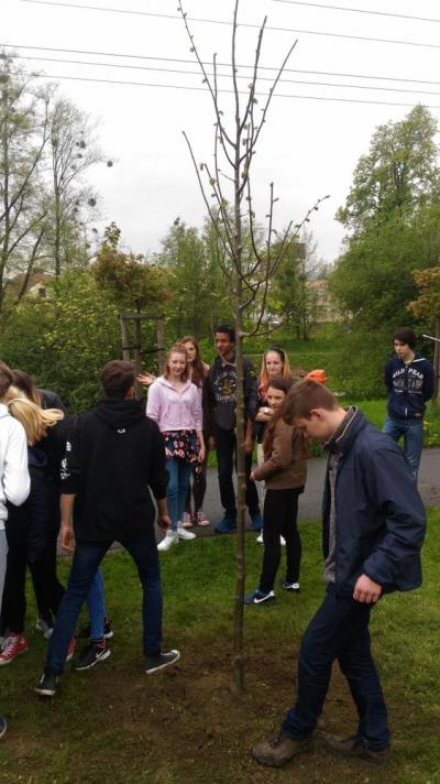 Sázení třídních stromů, nábřeží řeky Bečvy, 5. 5. 2017 (foto Mojmír Zetek) (17)