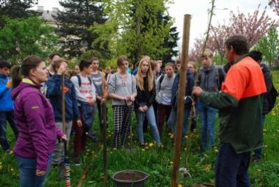 Sázení třídních stromů, ulice Nádražní, 5. 5. 2017 (foto Hynek Bartošek) (3)