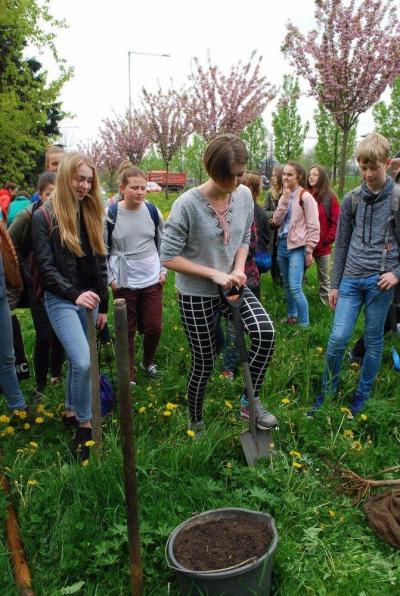 Sázení třídních stromů, ulice Nádražní, 5. 5. 2017 (foto Hynek Bartošek) (4)