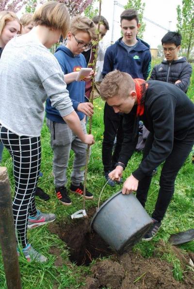 Sázení třídních stromů, ulice Nádražní, 5. 5. 2017 (foto Hynek Bartošek) (5)