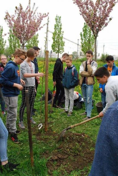 Sázení třídních stromů, ulice Nádražní, 5. 5. 2017 (foto Hynek Bartošek) (6)