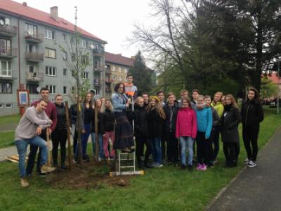 Sázení třídních stromů, nábřeží řeky Bečvy, 5. 5. 2017 (foto: Pavlína Šustková)