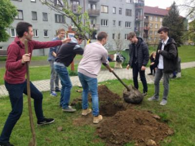 Sázení třídních stromů, nábřeží řeky Bečvy, 5. 5. 2017 (foto: Pavlína Šustková)