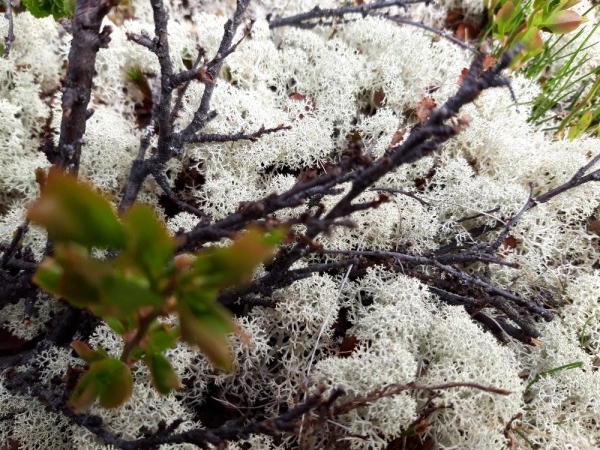 Geografická exkurze Země Vikingů, 14.–23. 6. 2019 (foto Vojtěch Blabla a další účastníci zájezdu) (21)