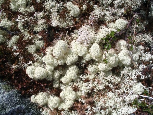 Geografická exkurze Země Vikingů, 14.–23. 6. 2019 (foto Vojtěch Blabla a další účastníci zájezdu) (23)