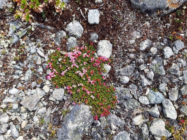 Geografická exkurze Země Vikingů, 14.–23. 6. 2019 (foto Vojtěch Blabla a další účastníci zájezdu) (40)