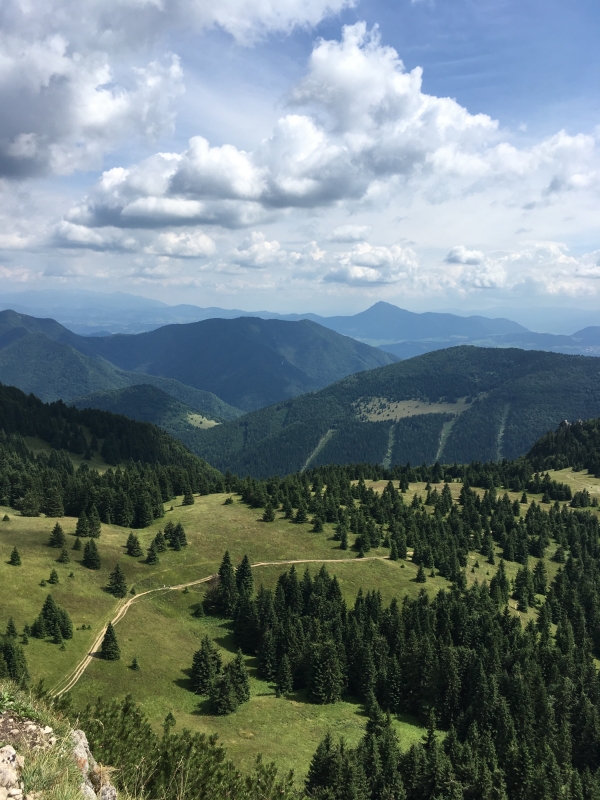 Fotosoutěž stromy 2019 (Tereza Hanáková)