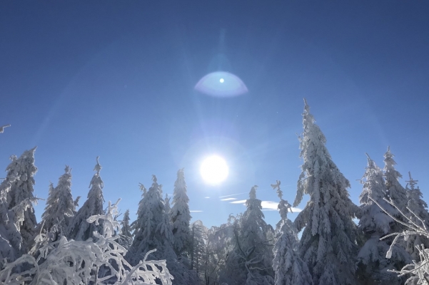 Fotosoutěž stromy 2019 (Aneta Maňasová)